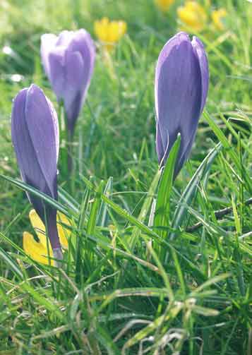 Flowers peep through in the park