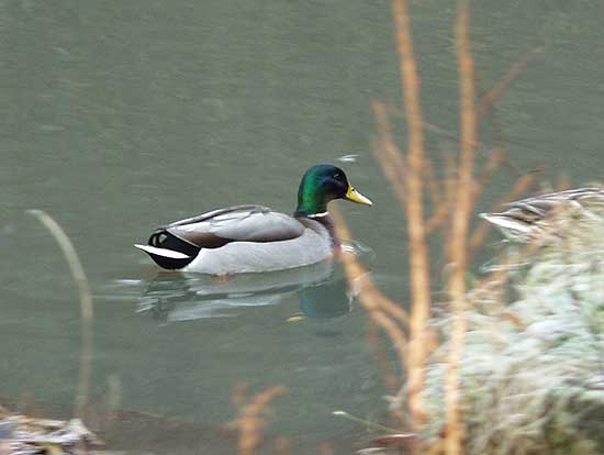 A Mallard drake